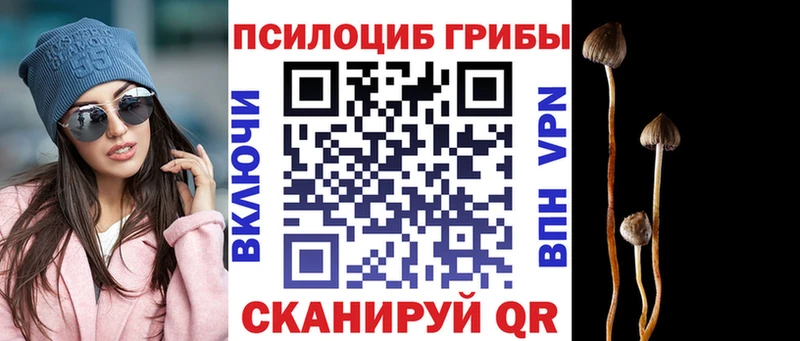 где купить наркоту  Одинцово  Галлюциногенные грибы Psilocybe 